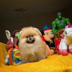 Yeni Güncel Irk Ve Sağlık Onaylı Pomeranian Boo 3
