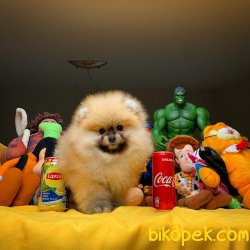 Yeni Güncel Irk Ve Sağlık Onaylı Pomeranian Boo 5