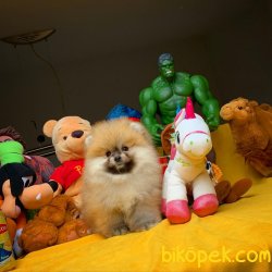 Yeni Güncel Irk Ve Sağlık Onaylı Pomeranian Boo 4