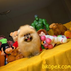 Yeni Güncel Irk Ve Sağlık Onaylı Pomeranian Boo 2