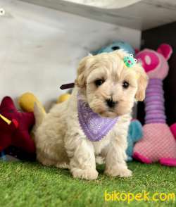Yeni Maltipoo Yavrular 3