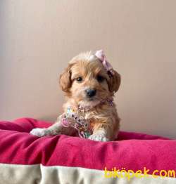 Yeni Maltipoo Yavrular 2