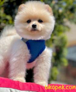 Yeni Pomeranian Boo Yavrular 3