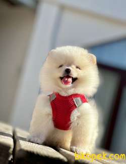 Yeni Pomeranian Boo Yavrular 3