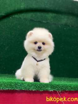 Yeni Yavrular Pomeranian Boo 5