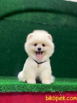 Yeni Yavrular Pomeranian Boo 3