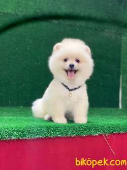 Yeni Yavrular Pomeranian Boo 1