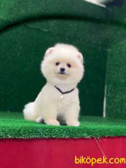 Yeni Yavrular Pomeranian Boo 4
