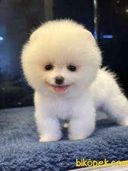 Yeni Yıl Hediyeniz Pomeranian Boo Yavrular 5