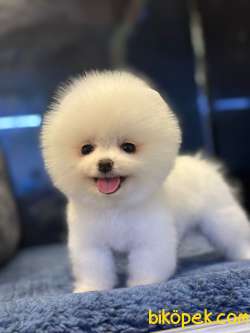 Yeni Yıl Hediyeniz Pomeranian Boo Yavrular