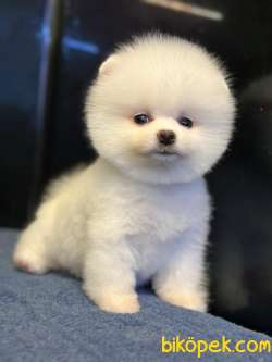 Yeni Yıl Hediyeniz Pomeranian Boo Yavrular 3