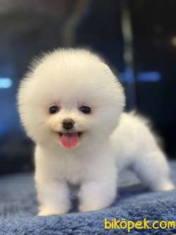 Yeni Yıl Hediyeniz Pomeranian Boo Yavrular 4