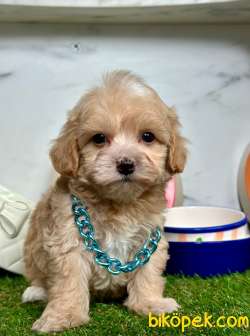 Yeni Yuvasına Gitmeye Hazır Maltipoo 3