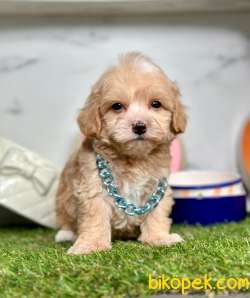 Yeni Yuvasına Gitmeye Hazır Maltipoo 2