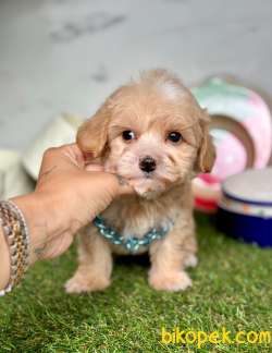 Yeni Yuvasına Gitmeye Hazır Maltipoo 1