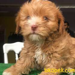 Yeşil Göz, Mükemmel Tüy Yapısına Sahip MALTİPOO BEBEĞİM 4