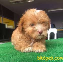Yeşil Göz, Mükemmel Tüy Yapısına Sahip MALTİPOO BEBEĞİM 3