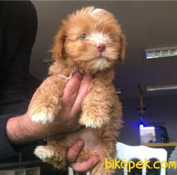 Yeşil Göz, Mükemmel Tüy Yapısına Sahip MALTİPOO BEBEĞİM 2