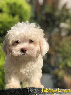 Yeşil Gözlü Mükemmel Maltıpoo Yavrumuz 3