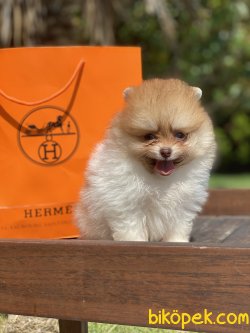 Yeşilgözlü Nadir Renk Particolour Boo Pomeranian 3