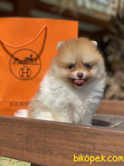 Yeşilgözlü Nadir Renk Particolour Boo Pomeranian 2