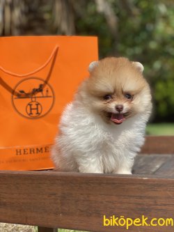 Yeşilgözlü Nadir Renk Particolour Boo Pomeranian 4