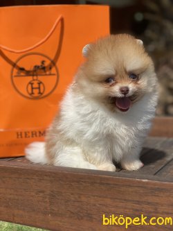 Yeşilgözlü Nadir Renk Particolour Boo Pomeranian 1