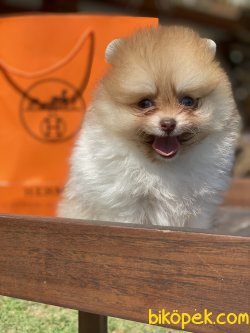 Yeşilgözlü Nadir Renk Particolour Boo Pomeranian 5