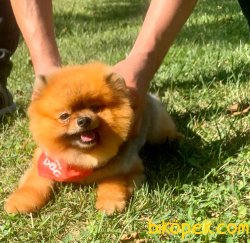 Yetişkin Aşılı Belgeli Eğitimli Boo Pomeranian 3