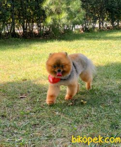 Yetişkin Aşılı Belgeli Eğitimli Boo Pomeranian 1