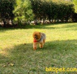 Yetişkin Aşılı Belgeli Eğitimli Boo Pomeranian 2