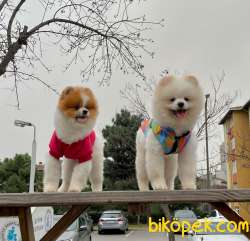 Yetişkin Boo Traşlı Orjinal Pomeranian 1
