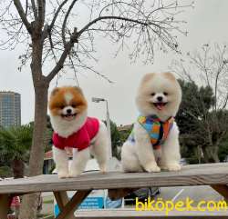 Yetişkin Boo Traşlı Orjinal Pomeranian 2