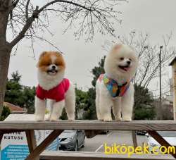 Yetişkin Boo Traşlı Orjinal Pomeranian 3