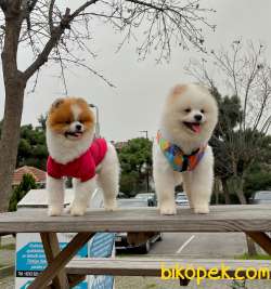 Yetişkin Boo Traşlı Orjinal Pomeranian 4