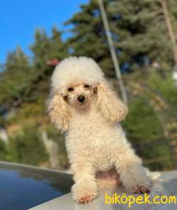 YETİŞKİN DİŞİ TOY POODLE 2.5 KG 5