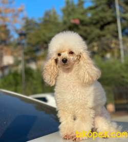 YETİŞKİN DİŞİ TOY POODLE 2.5 KG 1
