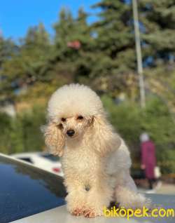 YETİŞKİN DİŞİ TOY POODLE 2.5 KG 4