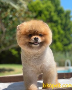 Yetişkin Eğitimli Ayı Surat Teddy Bear Pomeranian 2