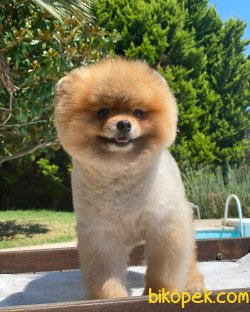 Yetişkin Eğitimli Ayı Surat Teddy Bear Pomeranian 4