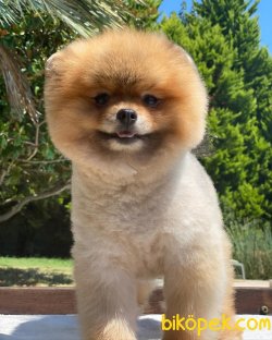 Yetişkin Eğitimli Ayı Surat Teddy Bear Pomeranian 1