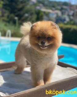 Yetişkin Eğitimli Ayı Surat Teddy Bear Pomeranian 3