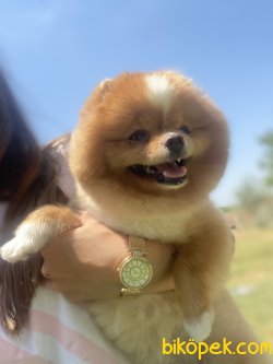 Yetişkin Eğitimli Köpeğimiz Dora 3