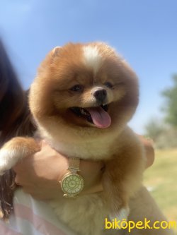 Yetişkin Eğitimli Köpeğimiz Dora 1