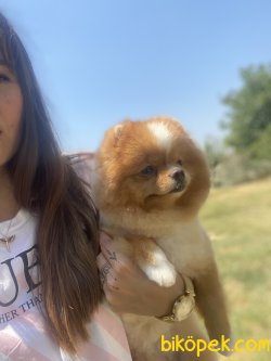 Yetişkin Eğitimli Köpeğimiz Dora 2
