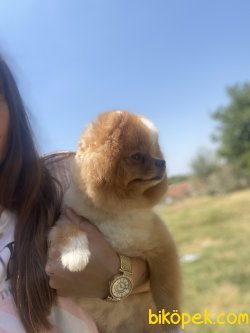 Yetişkin Eğitimli Köpeğimiz Dora 4