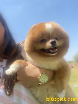 Yetişkin Eğitimli Köpeğimiz Dora 5