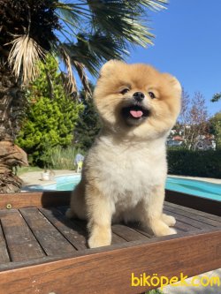 Yetişkin Eğitimli Orjinal Boo Pomeranian 3