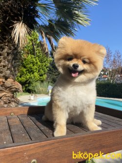 Yetişkin Eğitimli Orjinal Boo Pomeranian 2