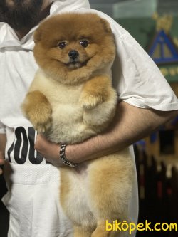 Yetişkin Eğitimli Pomeranian Boo Oğlumuz 1